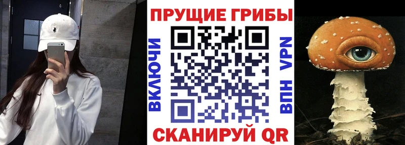 сколько стоит Чернушка Псилоцибиновые грибы Psilocybine cubensis